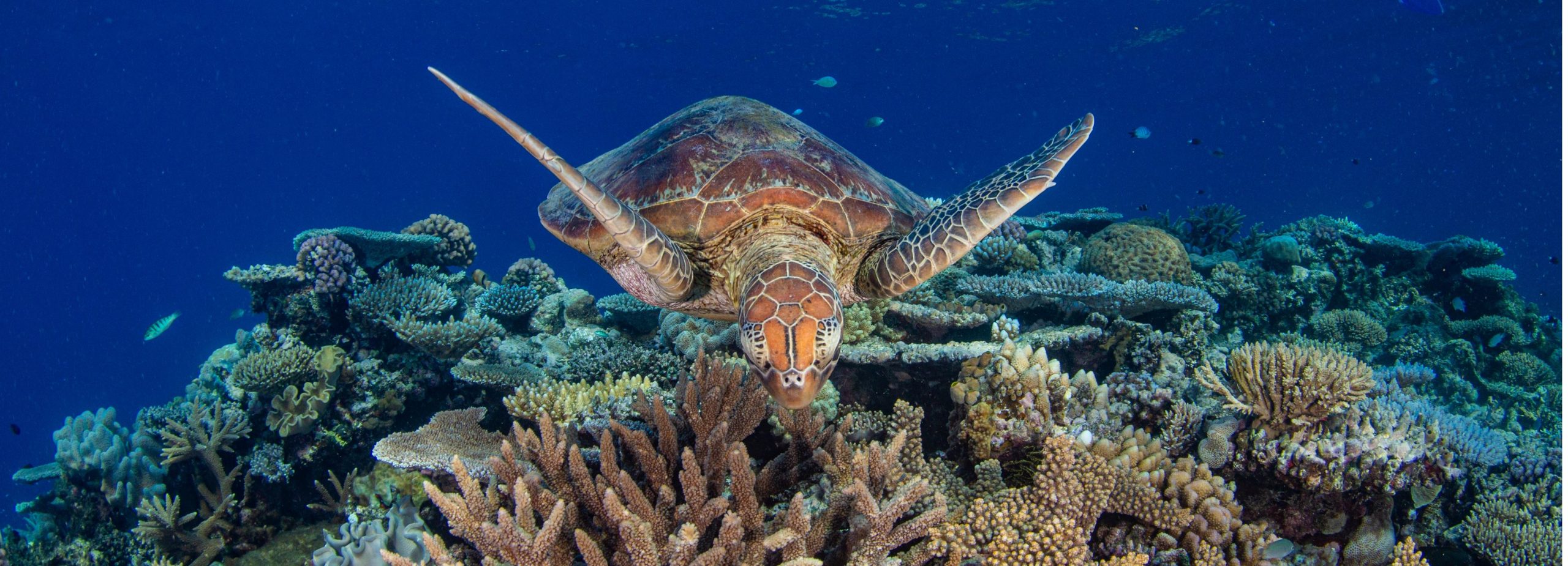 Great Barrier Reef Scuba Dive Liveaboard